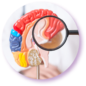 brain.jpg